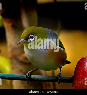 Dieses Bild zeigt ein Silvereye (Zosterops lateralis), einen kleinen Vogel aus Neuseeland. Das Silvereye ist bekannt für seinen charakteristischen weißen Ring um das Auge und kommt häufig in Gärten und Wäldern vor und spielt eine Schlüsselrolle bei der Bestäubung und Insektenbekämpfung. Stockfoto