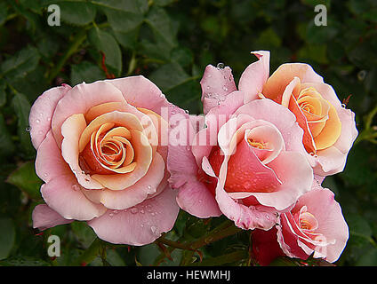 Ication (,,),,, rosa Rose, Regen fällt auf Rosen, Regen auf Blumen, leise leise Rose nach dem Regen, Blumen, Blumen, Gartenbau, Rosen Stockfoto