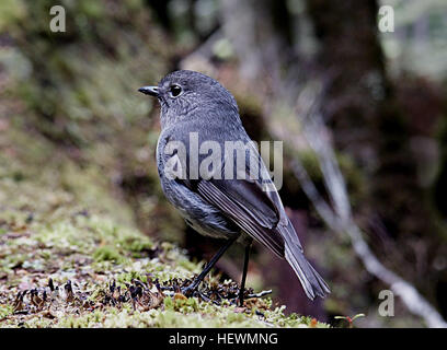 New Zealand Robins und Riruriru ähneln britische Rotkehlchen, aber die beiden Gruppen sind nicht näher verwandt. Neuseeland-Arten gehören zu den australischen – New Guinea Familie Petroicidae.  Rotkehlchen und Riruriru haben große Köpfe, kurze Hälse, runden Körper und eine aufrechte Haltung. Sie haben kurze Borsten um die Rechnung. Rotkehlchen haben lange Beine und sind größer als Riruriru. Alle sind Insektenfresser. Der älteste bekannte Vogel lebte 16 Jahre, aber ihre Lebenserwartung beträgt drei Jahre. Stockfoto