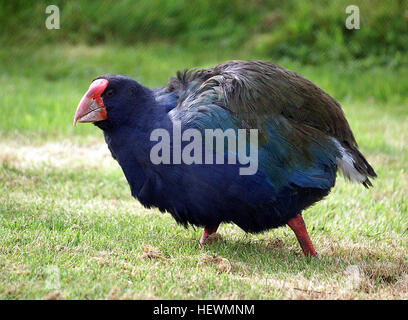 Die Südinsel Takahē, einer großen flugunfähigen Schiene Schlagzeilen in den späten 1940er Jahren. Takahē galten als ausgestorben – aber dann, im Jahre 1948, Geoffrey Orbell wiederentdeckt die Südinsel-Arten (Porphyrio Hochstetteri) in Fiordlands Murchison Mountains. Allerdings ist die Nordinsel Takahē (Porphyrio Mantelli) ausgestorben. Südinsel Takahē mit einem Gewicht von bis zu 4 Kilogramm und 63 cm lang, die Südinsel Takahē ist der weltweit größte Schiene. Vor mehreren Millionen Jahren, die seine Vorfahren aus Australien nach Neuseeland flog, wurden wo, ohne Boden Raubtiere, die Takahē flugunfähig. Dieses farbenfrohe b Stockfoto