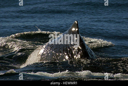 Pottwal Fakten der Pottwal (Physeter Macrocephalus) ist ein Zahnwal Wal und ist Bestandteil der Walarten, darunter auch Delfine und Schweinswale.  Der Pottwal ist der größte der Zahnwale und können wachsen, um so lange wie 67 ft.  Sie haben auch das größte Gehirn aus jedem Tier bekannt.  Der Name Pottwal entstammt das Walrat-Organ, das in seinem Kopf befindet.  Das Organ erzeugt eine weiße wachsartige Substanz, die ursprünglich für Spermien durch frühe Whalers gehalten wurde.  Während die Rolle der Walrat ist noch nicht vollständig verstanden, wurde in der Vergangenheit von Commerc genutzt Stockfoto