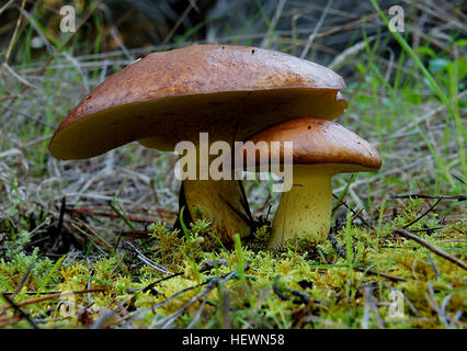 Suillus collinitus ist ein essbarer Pilz, der in europäischen Kiefernwäldern vorkommt. Die rötlich bis kastanienbraune Kappe und der gelbe Stiel mit kantigen Poren sind charakteristische Merkmale. Die Myzelbasis des Pilzes zeigt einen rosafarbenen Farbton, der die Identifizierung erleichtert. Stockfoto