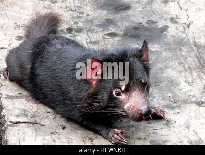 Der Tasmanische Teufel ist eine fleischfressende Beuteltier der Familie Dasyuridae, jetzt gefunden in freier Wildbahn nur auf der australischen Insel Tasmanien. Stockfoto