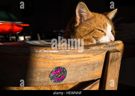 Entspannen Sie sich auf Holzstuhl Katze Stockfoto