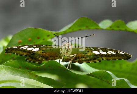 Die Clipper (Parthenos Sylvia) ist eine Art von Nymphalid Schmetterling gefunden in Süd- und Südost-Asien, vor allem in Waldgebieten. Die Clipper ist ein schnell fliegenden Schmetterling und hat eine Gewohnheit des Fliegens mit seinen Flügeln flattern stramm zwischen die horizontale Position und ein paar Grad unter der horizontalen. Es kann zwischen den Schüben von flattern gleiten. Stockfoto