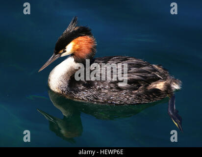 Die hübsche Australasian crested Grebe gehört eine alte Ordnung Tauchen Wasservögel auf allen Kontinenten der Welt gefunden. Es ist bekannt für seine Paarung zeigt und die Art und Weise junge Lappentaucher fahren unter Gefieder auf der Rückseite der Eltern schwimmen. Drei der 22 Arten in dieser Reihenfolge sind in den letzten 30 Jahren ausgestorben. Die Australasian crested Grebe hat eine feine, Bill, schlanken Hals und Kopf mit dem charakteristischen schwarzen Doppel Kamm scharf. Wangen haben Kastanie Rüschen, Fransen schwarz Stockfoto