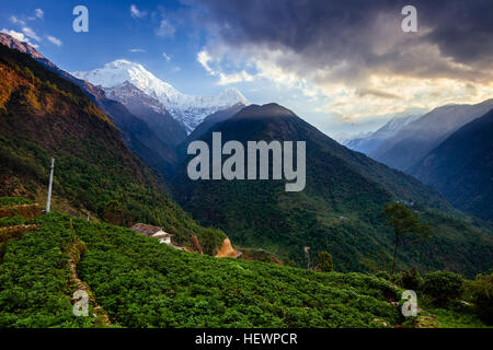 Chomrong Dorfgebiet, ABC Trek (Annapurna Base Camp Trek), Nepal Stockfoto