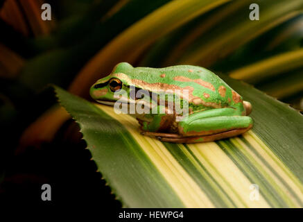 Der grüne und goldene Glockenfrosch (Litoria aurea) ist eine bemerkenswerte Amphibie, die für ihr auffälliges Aussehen bekannt ist. Ursprünglich in Neuseeland in den 1860er Jahren eingeführt, war die Art aufgrund von Klimaproblemen weitgehend auf die Nordinsel beschränkt. Er wird oft in der Nähe von Teichen gefunden und kann sich mit dem südlichen Glockenfrosch vermischen. Stockfoto