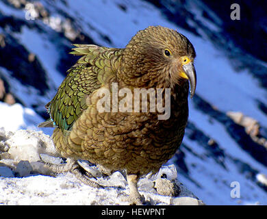 Die Kea ist eine große Art der Papagei die Superfamilie fand Strigopoidea in bewaldeten und alpinen Regionen der Südinsel von Neuseeland. Stockfoto