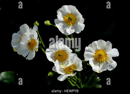 Die Mount Cook Lilie (Ranunculus lyallii), Neuseelands größte Butterblume, ist eine markante Bergpflanze in den Bergen der Südinsel. Bekannt für seine großen Blätter und markanten Blüten, gedeiht es in unfruchtbaren Böden in großer Höhe und sammelt oft Wasser in seinen Blättern nach Regenfällen. Stockfoto