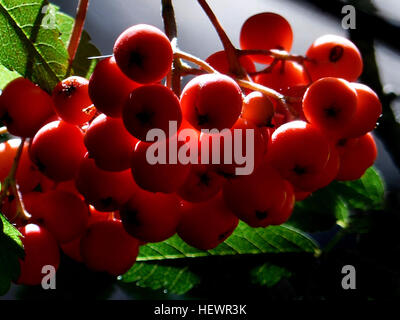 Rowans oder Bergasche gehören zur Gattung Sorbus und zur Familie Rosaceae. Diese Bäume, die in der nördlichen Hemisphäre beheimatet sind, sind für ihre roten Beeren bekannt und kommen häufig in den kühl gemäßigten Regionen vor, vor allem in China und dem Himalaya. Stockfoto