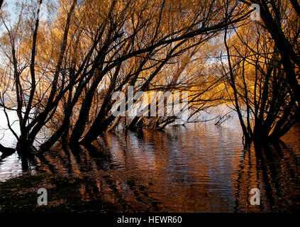 Das Foto fängt die herbstliche Landschaft rund um den Tekapo-See ein und zeigt lebhafte Herbstfarben, den Jahreszeitwechsel und den malerischen Blick auf Weiden am See. Stockfoto