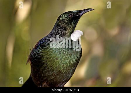 Tui (Prosthemadera Novaeseelandiae) ist eine endemische passerine Vogel Neuseelands. Es ist eines der größten Mitglieder der Familie vielfältige Honigfresser. Die Name Tui ist von den Māori Name Tūī und formale Trivialname der Arten. Der Plural ist Tui im modernen Englisch oder Ngā Tūī im Māori Verbrauch; Einige Redner noch verwenden die "-s" suffix um die Kleinstadt Form Tuis an Pluralität zu produzieren, aber diese Praxis wird immer seltener. Die frühen europäischen Siedler nannten ihn der Pfarrer Vogel, aber wie bei vielen Neuseeland Vögel die Maori-Name Tui ist nun der gemeinsame Name und der englische Begriff ist Bogen Stockfoto