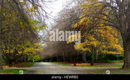 Die Christchurch Botanic Gardens befindet sich in der zentralen Stadt Christchurch, New Zealand sind botanische Gärten, gegründet 1863, [1] als eine Eiche, am 9. Juli 1863 zum Gedenken an das Heiratsregister der Ehe zwischen Prinz Albert und Prinzessin Alexandra von Dänemark gepflanzt wurde.  Die Gärten auf einer Fläche von 21 Hektar [2] Zersiedelung und liegen angrenzend an die Schleife des Flusses Avon neben Hagley Park. Die Christchurch Botanic Gardens haben vielfältige Sammlung von lokalen und exotischen Pflanzen von Neuseeland. Stockfoto