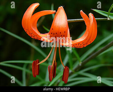 Dieses botanische Kunstwerk mit dem Titel Orange Lily zeigt die zarte Schönheit der Lilien in voller Blüte. Das Gemälde hebt die lebendigen Orangetöne und die elegante Form der Blume hervor und fängt ihre natürliche Eleganz und Anmut in einem raffinierten künstlerischen Stil ein. Stockfoto