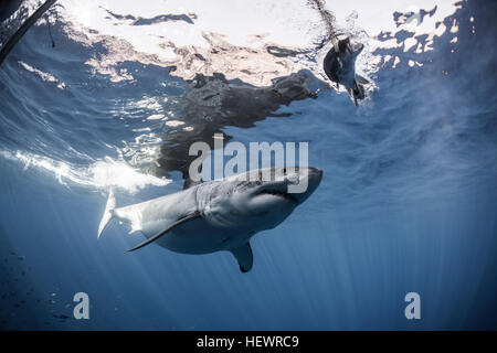 Weißer Hai nähert sich ein Stück des Köders vor einem Käfig platziert für Taucher, Insel Guadalupe, Mexiko Stockfoto