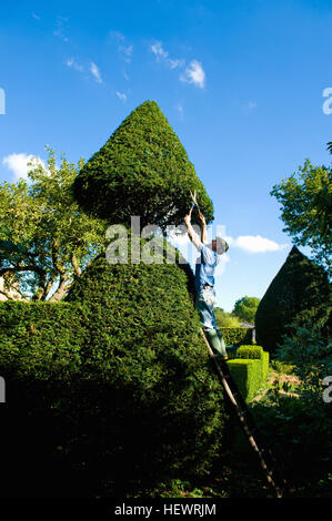 Mann oben auf Leiter trimmen ornamentalen Hecke mit Gartenschere Stockfoto