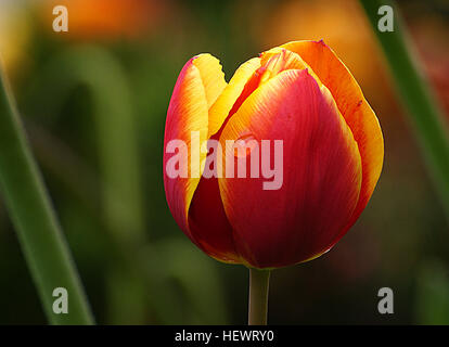Dieses Bild zeigt eine lebendige Darstellung roter Tulpen, die die Schönheit des Frühlings symbolisieren. Die Blüten werden in voller Blüte präsentiert und betonen ihre lebendige Farbe und anmutige Form, die für die Tulpenart charakteristisch ist. Dieses Bild fängt das Wesen der Wiedergeburt der Natur während der Frühlingszeit ein. Stockfoto