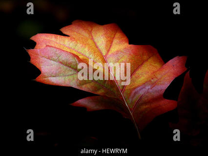 Herbst Blattfarbe ist ein Phänomen, das betrifft die normalerweise grünen Blätter vieler Laubbäume und Sträucher, mit denen sie, in ein paar Wochen in der Herbstsaison verschiedenen Schattierungen von rot, gelb, lila, schwarz, Orange, rosa, Magenta, blau und braun übernehmen. Stockfoto