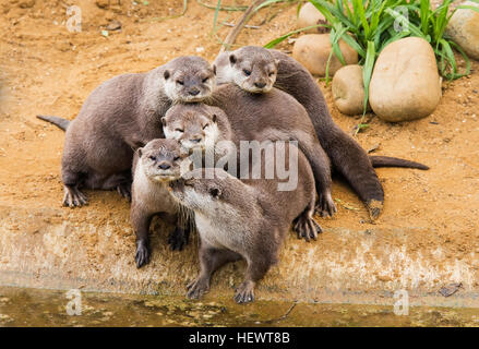 Oriental krallte kleine, Otter, Whipsnade Zoo, England Stockfoto