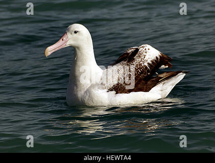 Wanderalbatrosse gehören zu den größten Vögel im Bereich New Zealand marine übertroffen nur geringfügig von der südlichen royal Albatros für Größe. Diese bilden gemeinsam die größte der großen Albatrosse, von denen vier Arten in Neuseeland Gewässern vorkommen. Der Wanderalbatros, der etwas kleiner und dunkler Antipodean Albatros am ähnlichsten ist, und die beiden sind oft in einen Topf geworfen, als eine Art unter dem Namen Wanderalbatros. Stockfoto