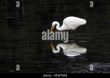 Der Weiße Reiher (Egretta alba modesta) ist ein weltweit verbreiteter Vogel, der in tropischen und gemäßigten Regionen wie Indien, China, Japan, Australien, und Neuseeland. Seine eleganten weißen Federn werden besonders bei der asiatischen Produktpalette sehr geschätzt. In Neuseeland ist es ein seltener Anblick, der wahrscheinlich schon im Laufe der Geschichte existiert hat. Stockfoto