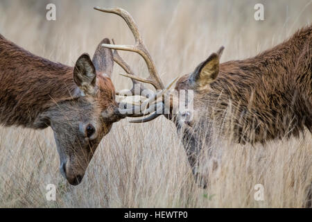 Hirsch Brunft.  Zwei Tiere kämpfen während der Paarungszeit. Stockfoto