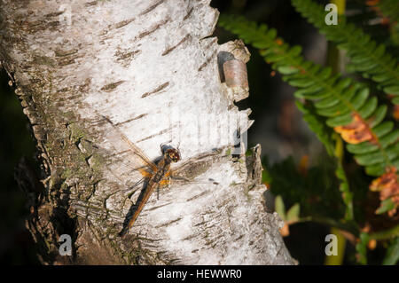 Eine weibliche Black Darter Libelle, Sympetrum Danae, ausruhen in der Sonne an einem Baumstamm von Birke, Betula Pendel. Stockfoto