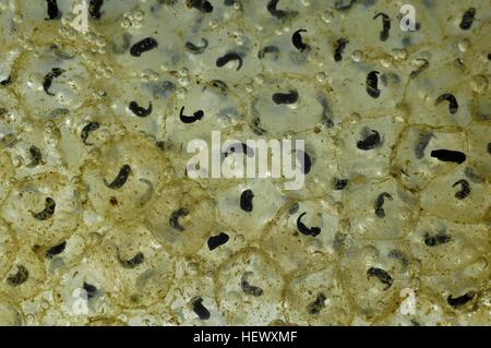 Gemeinsamen Frosch (Rana Temporaria) Cluster von Eiern - Embryonen nach 14 Tagen Stockfoto