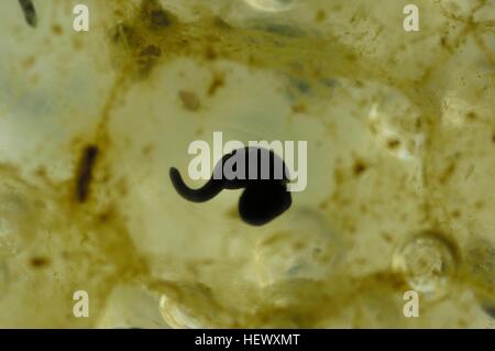 Gemeinsamen Frosch (Rana Temporaria) Cluster von Eiern - Embryo nach 14 Tagen Stockfoto