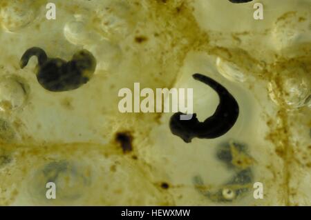 Gemeinsamen Frosch (Rana Temporaria) Cluster von Eiern - Embryonen nach 14 Tagen Stockfoto