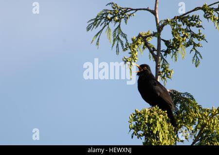 Eurasische Amsel - gemeinsame Amsel (Turdus Merula) männlichen Gesang auf der Spitze eines Baumes Brüssel - Belgien Stockfoto