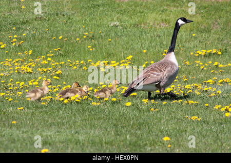 Kanada Gans führenden Gänschen über ein Feld von Löwenzahn Stockfoto