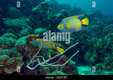 Ein paar von Königin Angelfish, Holocanthus Ciliaris, Schwimmen in einem karibischen Riff. Stockfoto