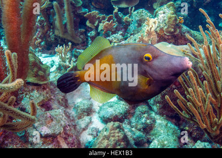 Eine Orange gesichtet Feilenfisch, Oxymonacanthus Longirostris, in einem karibischen Riff schwimmen. Stockfoto