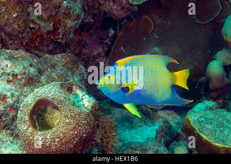 Eine Königin-Kaiserfisch, Holocanthus Ciliaris, Schwimmen in einem karibischen Riff. Stockfoto