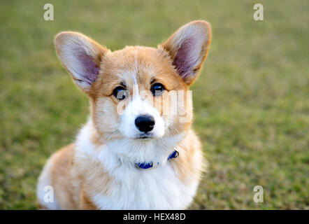 Welsh Corgi Pembroke Hundesitting Stockfoto