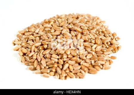 Bio rote Hartweizen isoliert auf weiss Stockfoto