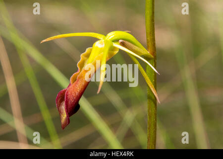 Cryptostylis Subulata, große Zunge Orchidee in Bałuk Willam Flora Reserve, Belgrave South, Victoria, Australien Stockfoto