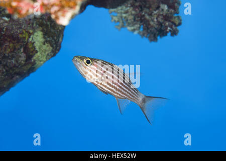 Largetoothed Cardinalfish, schwimmt Pacific Tigers Kardinalbarschen oder Big-toothed Kardinal (Cheilodipterus Macrodon) in der Nähe von Coral Reef auf Grund, Rotes Meer, Stockfoto