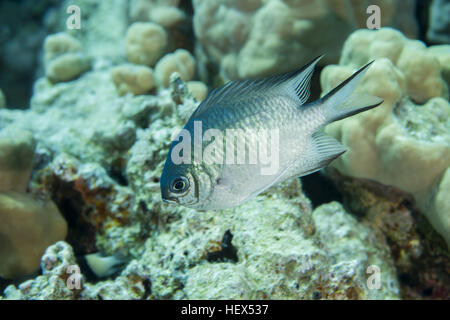 Malediven Riffbarsche oder blasse Riffbarsche (Amblyglyphidodon Indicus) schwimmt auf einem Hintergrund von einem Korallenriff, Rotes Meer, Ägypten Stockfoto