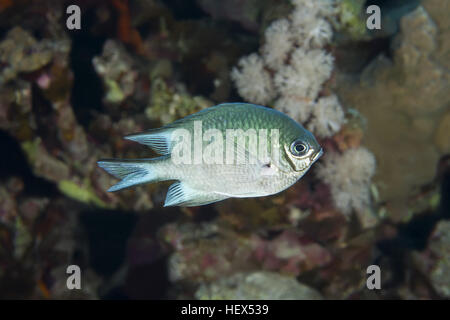 Malediven Riffbarsche oder blasse Riffbarsche (Amblyglyphidodon Indicus) schwimmt auf einem Hintergrund von einem Korallenriff, Rotes Meer, Ägypten Stockfoto