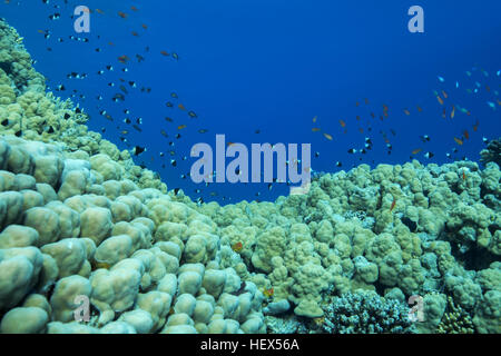 Leuchtend orange Schule der Fische Meer Goldie oder Lyretail Anthias (Pseudanthias Squamipinnis) und Bicolor Riffbarsche (Chromis Dimidiata) schwimmt in der Nähe von Dome ADR Stockfoto