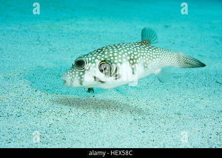 Weiß gefleckten Kugelfisch, Whitespotted Blaasop oder Stripedbelly-Kugelfisch (Arothron Hispidus) schwimmt über sandigem Untergrund, Rotes Meer, Sharm El Sheikh, Sinai-Stift Stockfoto