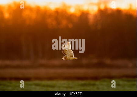Eine Sumpfohreule herumfliegen auf der Suche nach Nahrung kurz vor Sonnenuntergang. Stockfoto