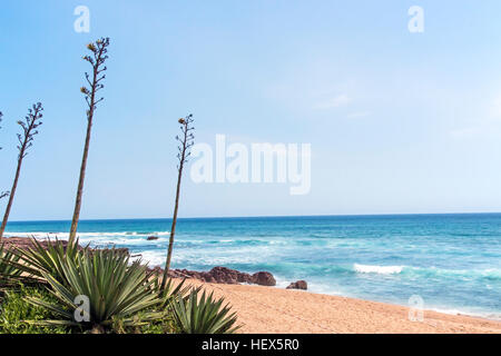 Lange stammt und Blätter von grünem Sisal Pflanze gegen Felsen Strand das Meer und die Skyline in Südafrika Stockfoto