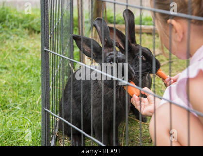 Kinder, die Fütterung von Kaninchen mit Möhren Stockfoto