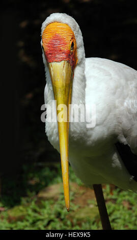 Der Yellow-billed Storch (Mycteria Ibis), manchmal auch genannt die Holz Storch oder Holz Ibis ist eine große afrikanische waten Storch-Arten in der Familie Ciconiidae. Es ist in den Regionen südlich der Sahara weit verbreitet und tritt auch in Madagaskar. Stockfoto