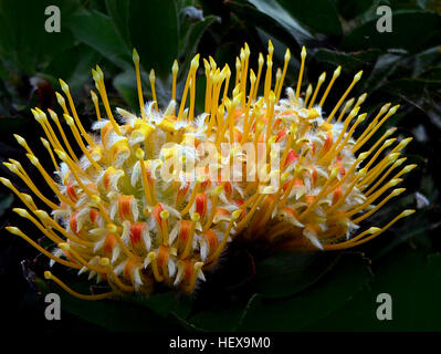 Waratah (Telopea) ist eine endemische, australischen Gattung von fünf Arten von große Sträucher oder kleine Bäume, heimisch in den südöstlichen Teilen von Australien (New South Wales, Victoria und Tasmanien). Die bekanntesten Arten dieser Gattung ist Telopea Speciosissima, die leuchtende roten Blüten und NSW Staatswappen. Die Waratah ist Mitglied der Pflanzenfamilie Proteaceae, eine Familie von blühende Pflanzen in der südlichen Hemisphäre verteilt Stockfoto