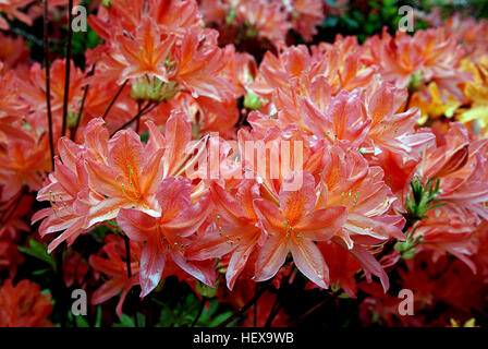 Azaleen sind blühende Sträucher der Gattung Rhododendron. Bekannt für ihre farbenfrohen Blüten im Sommer, gedeihen sie in schattigen Gebieten und werden oft in der Nähe oder unter Bäumen gefunden. Ihre Blüten können mehrere Wochen lang halten und verleihen den Gärten eine lebendige Farbe. Stockfoto